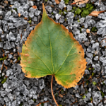 Plante d’intérieur installée près d’une fenêtre en hiver, éclairée par une lumière douce.