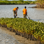 Personnes plantant de jeunes mangroves sur un rivage boueux au bord de l’eau.