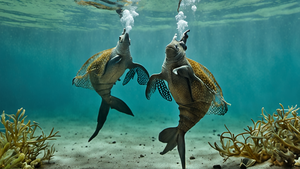 Deux hippocampes se tiennent près d’un herbier sous-marin.