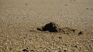 Équipe de terrain réalisant un relevé standardisé de déchets sur une plage.