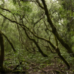 Baby boom kakapos raconte patience conservation featured