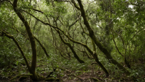 Baby boom kakapos raconte patience conservation featured