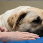 Chien guide hopital cancer autre carriere featured