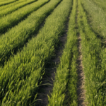 Croatie fin mines chemins ordinaires retrouves featured