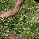 Ferme graines locales californie restauration featured