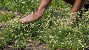 Ferme graines locales californie restauration featured