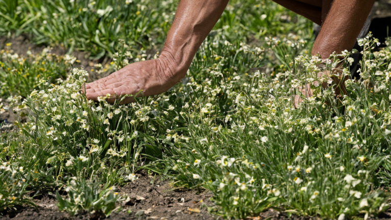Ferme graines locales californie restauration featured