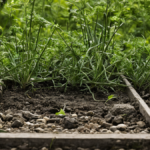 Friches ne sont pas vides pourquoi certains terrains deviennent poches de vie inattendues featured