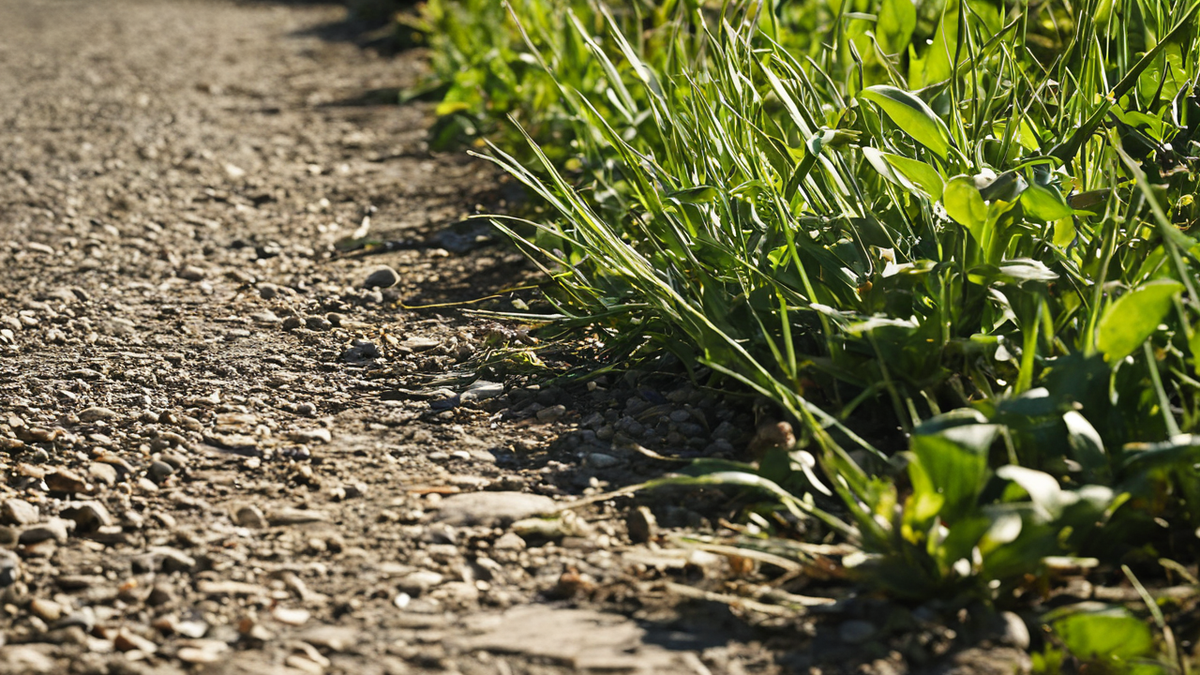 Floraisons et vie spontanée dans un terrain urbain laissé en friche.