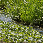 Herbiers marins replanter moins spectaculaire plus decisif featured