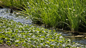 Herbiers marins replanter moins spectaculaire plus decisif featured