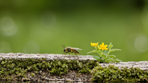 Hotels insectes fleurs bien placees pollinisateurs featured
