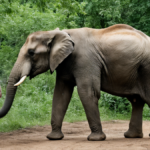 Indonesie fin balades elephants zoo featured