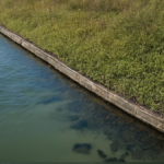 Living seawall san francisco mur mer vivant featured