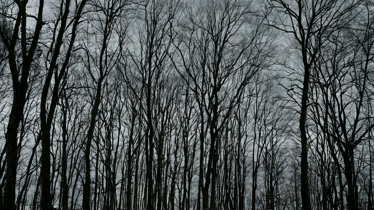 Sentier encaissé sous arbres et paroi rocheuse illustrant les limites de la connexion satellite