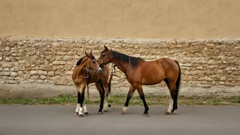 Mini chevaux residence seniors rythme piece featured