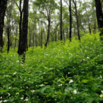 Monarques retour troisieme annee rebond fragile featured