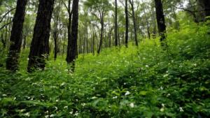 Monarques retour troisieme annee rebond fragile featured