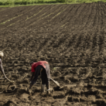 Nigeria femmes cooperatives terre force agricole featured
