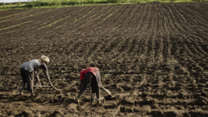 Nigeria femmes cooperatives terre force agricole featured