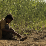 Outarde indienne poussins lacher progressif featured