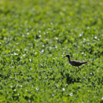 Petites haies grand effet quelques metres changent vent eau oiseaux featured