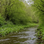 Petits passages sauvent printemps amphibiens featured