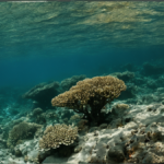 Restauration coraux methodes progres limites featured