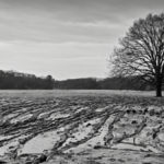 Restauration ecosystemes cartes suivi terrain featured