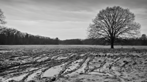 Restauration ecosystemes cartes suivi terrain featured