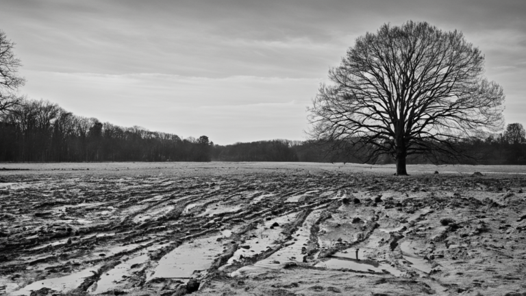 Restauration ecosystemes cartes suivi terrain featured