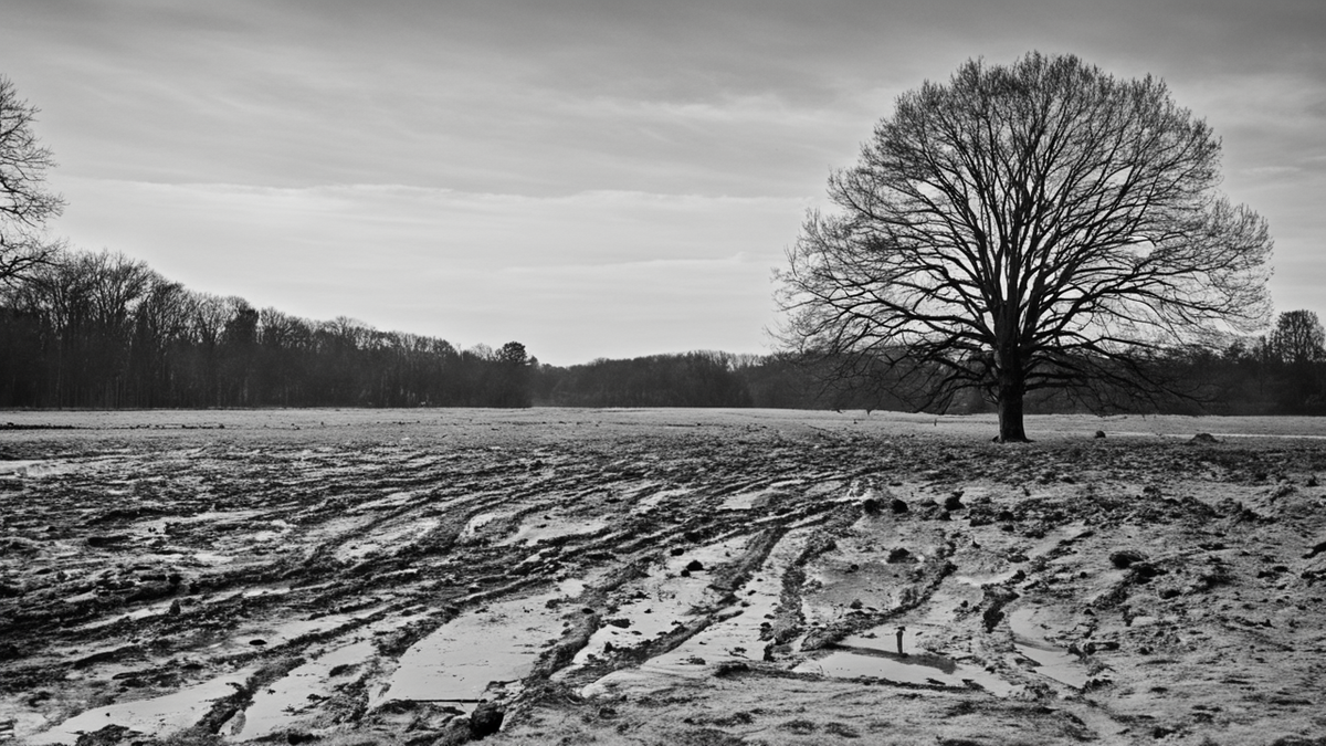 Restauration ecosystemes cartes suivi terrain featured
