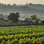 Solaire femmes entrepreneures up featured