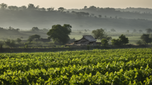 Solaire femmes entrepreneures up featured