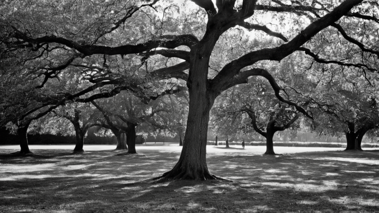 Soudan classe sous arbre heure tient encore featured