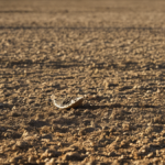 Sport feminin stades se remplissent ameliorer featured