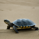 Tortues vertes retour plages protegees featured