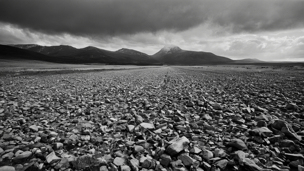 Vautours fauves dans une volière d’acclimatation de montagne.