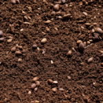 Vieux cacaoyer agroforesterie raconte plus featured