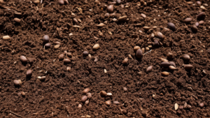Vieux cacaoyer agroforesterie raconte plus featured