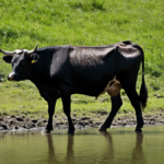 Algues vaches methane paturage featured