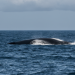 Baleine timmy allemagne sauvetage barge featured