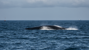 Baleine timmy allemagne sauvetage barge featured