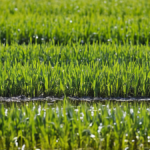 Biochar riz methane rendements strategie durable featured