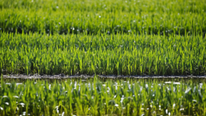 Biochar riz methane rendements strategie durable featured