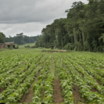 Bresil banquiers contre deforestation featured