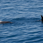 Cachalots naissance aide collective organisation featured