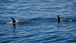 Cachalots naissance aide collective organisation featured