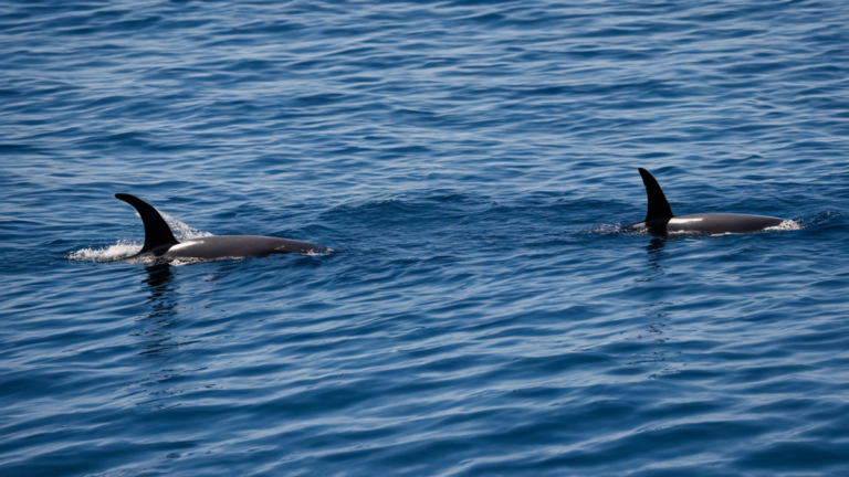 Cachalots naissance aide collective organisation featured