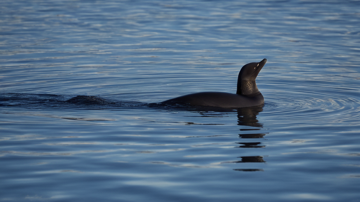 Un nouveau-né cachalot est visible près de la surface avec un adulte tout contre lui.